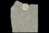 Ammonite (Promicroceras) Fossil - Lyme Regis #166643-1
